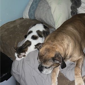 Meet your Posher, Joe